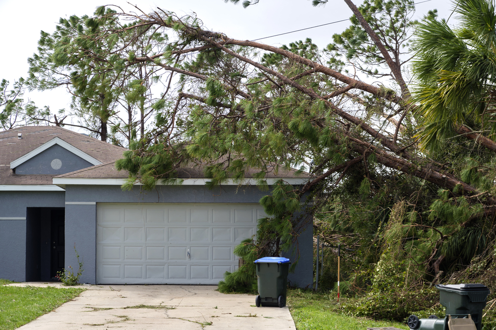 Emergency Tree Services