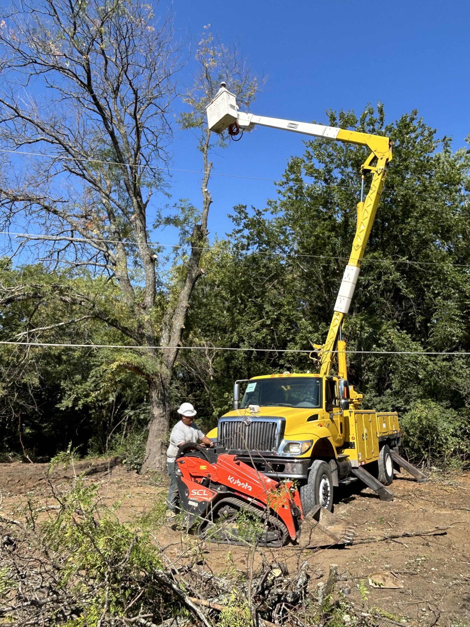 Tree Trimming