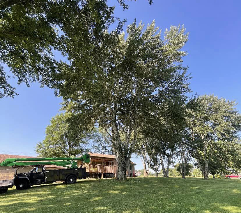 Tree Trimming