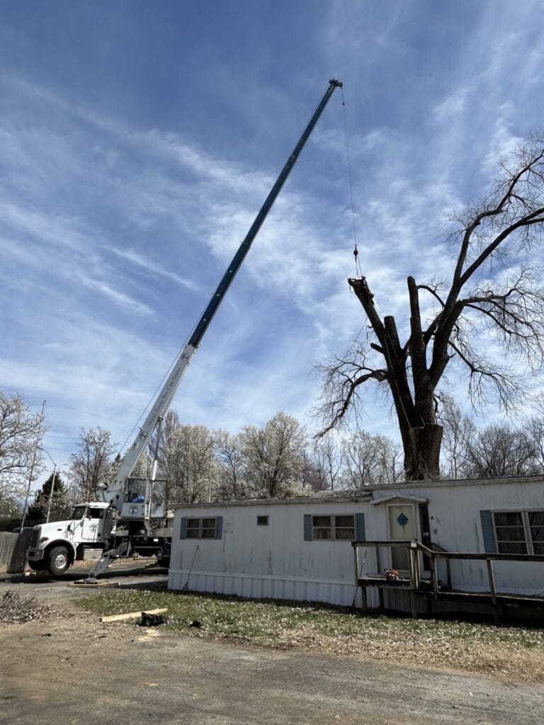 Emergency Tree Services in Lake Winnebago MO